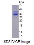 Eukaryotic Hepcidin (Hepc)