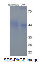 OVA Conjugated Glucagon Like Peptide 2 (GLP2)