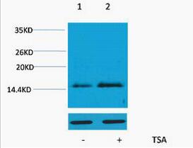 Histone H4 (Acetyl Lys16) Polyclonal Antibody