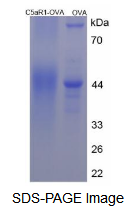 OVA Conjugated Complement Component 5a Receptor 1 (C5aR1)