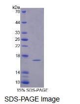 Recombinant Profilin 4 (PFN4)