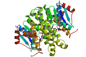 Active Glucuronidase Beta (GUSb)