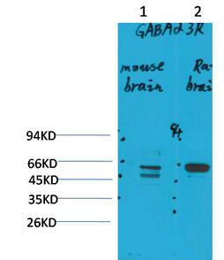 GABA A Receptor α3 Polyclonal Antibody