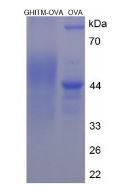 OVA Conjugated Growth Hormone Inducible Transmembrane Protein (GHITM)