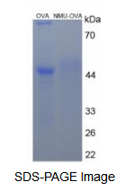 OVA Conjugated Neuromedin U (NMU)