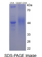 OVA Conjugated Cluster Of Differentiation 247 (CD247)