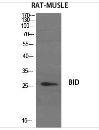 BID Polyclonal Antibody