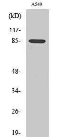 ADAM10 Polyclonal Antibody