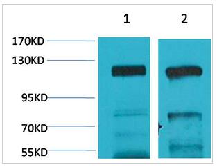 GluR4 Polyclonal Antibody
