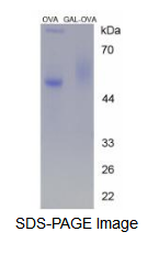 OVA Conjugated Galanin (GAL)