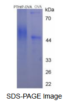 OVA Conjugated Parathyroid Hormone Related Protein (PTHrP)