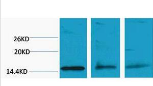 Histone H3 (Di Methyl Lys79) Polyclonal Antibody