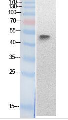 p53 (Acetyl Lys320) Polyclonal Antibody