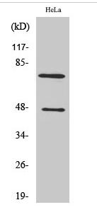 Cleaved-C1s HC (R437) Polyclonal Antibody