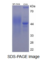 OVA Conjugated Substance P (SP)