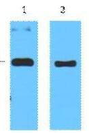 Trx-Tag Monoclonal Antibody
