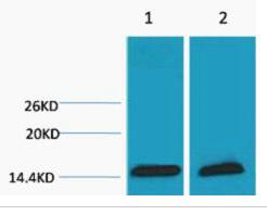 Histone H3 (Tri Methyl Lys18) Polyclonal Antibody