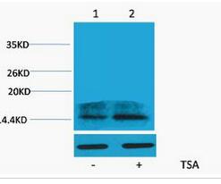 Histone H2A.Z (Acetyl Lys4) Polyclonal Antibody