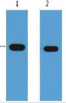 E2-Tag Monoclonal Antibody