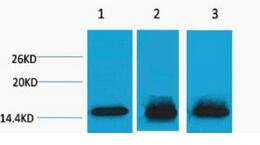 Histone H3 (Mono Methyl Lys4) Polyclonal Antibody