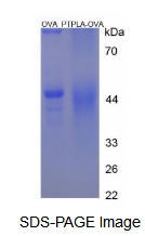 OVA Conjugated Protein Tyrosine Phosphatase Like Protein A (PTPLA)