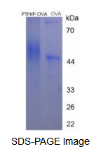 OVA Conjugated Parathyroid Hormone Related Protein (PTHrP)