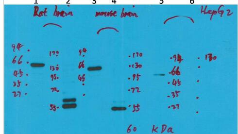 Kv10.2 Polyclonal Antibody