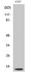 Cleaved-Cathepsin D LC (G65) Polyclonal Antibody