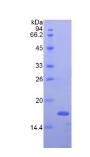 Active Interferon Gamma (IFNg)