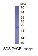 Eukaryotic Interleukin 10 (IL10)