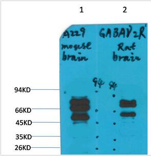 GABA A Receptor γ2 Polyclonal Antibody