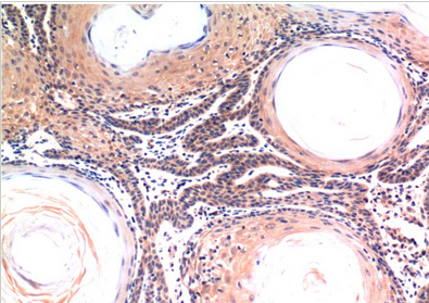Caspase-3 Mouse Monoclonal Antibody(5H10)