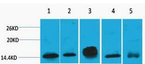 Histone H2B Monoclonal Antibody