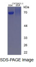 BSA Conjugated Cytokeratin Fragment Antigen 21-1 (CYFRA21-1)