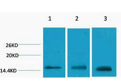 Histone H3 (Tri Methyl Lys79) Polyclonal Antibody