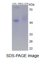 OVA Conjugated Pronociceptin (PNOC)