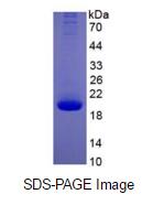 Eukaryotic Interleukin 10 (IL10)