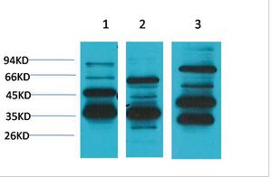 Mas1 Polyclonal Antibody