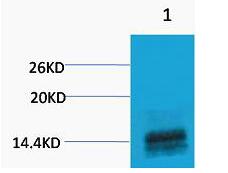 Histone H3 (Mono Methyl Arg2) Polyclonal Antibody