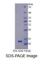 Recombinant G Protein Gamma 2 (GNg2)