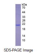 Eukaryotic Interferon Alpha 5 (IFNa5)