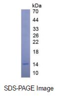 Eukaryotic Insulin Like Growth Factor 1 (IGF1)