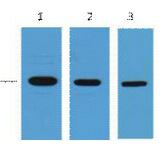 T7-Tag Monoclonal Antibody