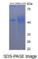 OVA Conjugated Orosomucoid 2 (ORM2)