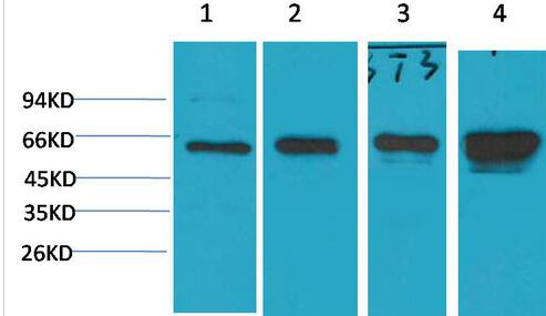 AMPK α1 Monoclonal Antibody
