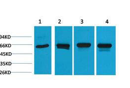 HSP60 Polyclonal Antibody