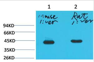 HAO1 Monoclonal Antibody