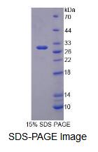 Recombinant Tripartite Motif Containing Protein 5 (TRIM5)