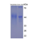 OVA Conjugated Taste Receptor Type 2 Member 38 (TAS2R38)