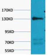 eNOS Monoclonal Antibody